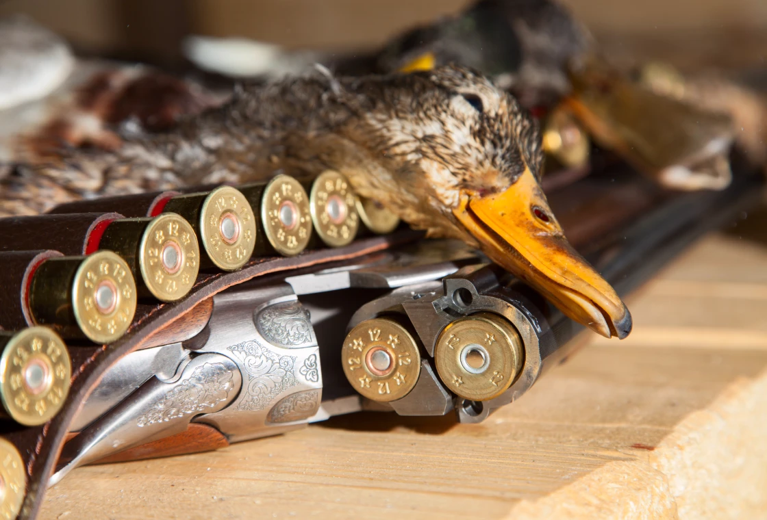 Duck, shotgun, and shells on wooden surface.